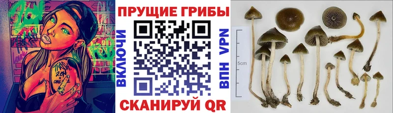 OMG маркетплейс Верхнеуральск Галлюциногенные грибы GOLDEN TEACHER